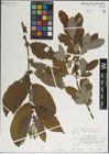 Foto von Salix laggeri Wimm.